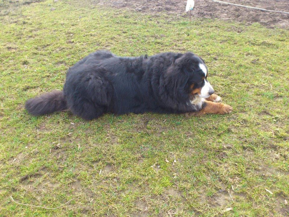 Berner sennenhund Diego billede 9