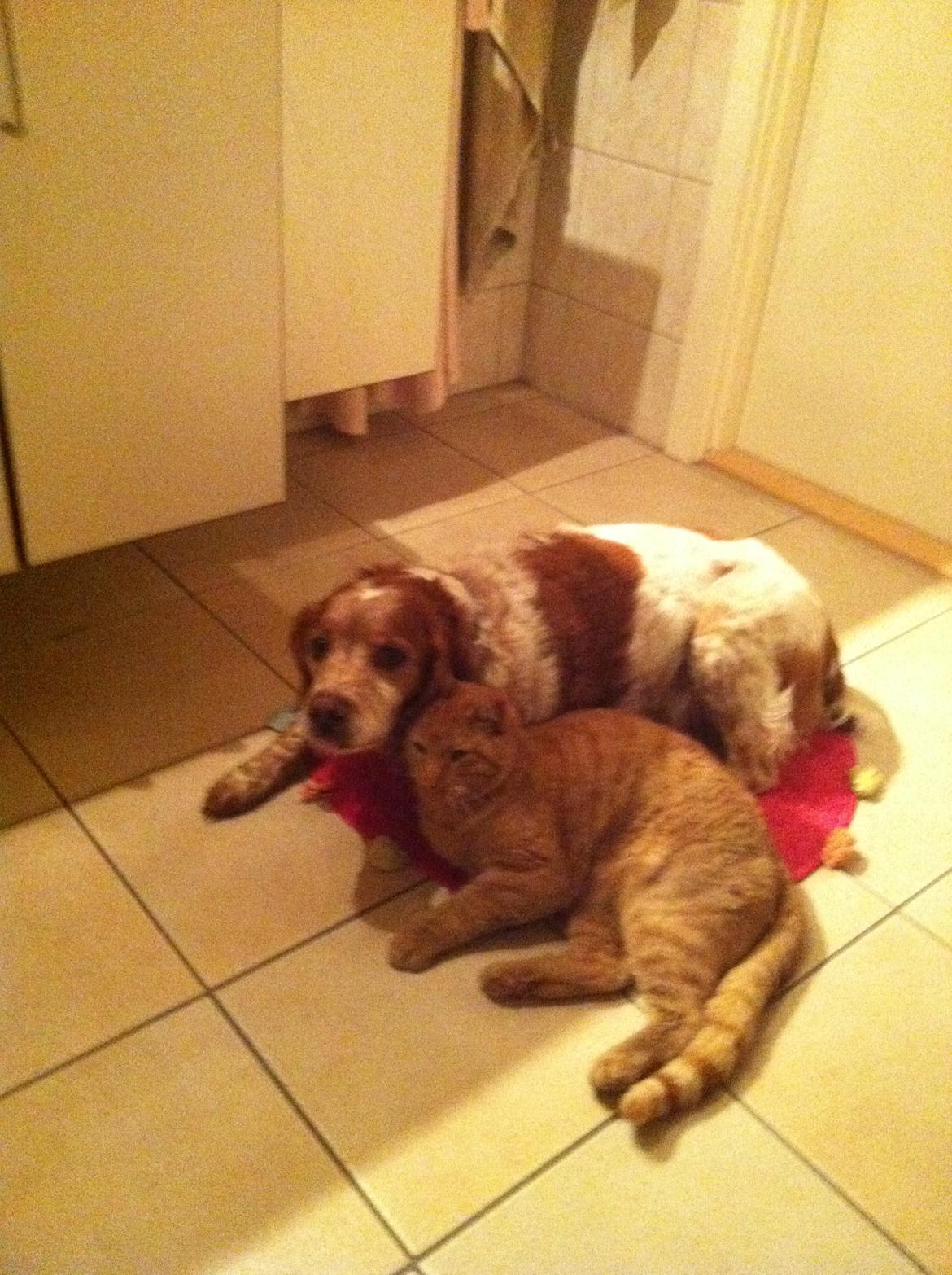 Breton Chiko billede 1