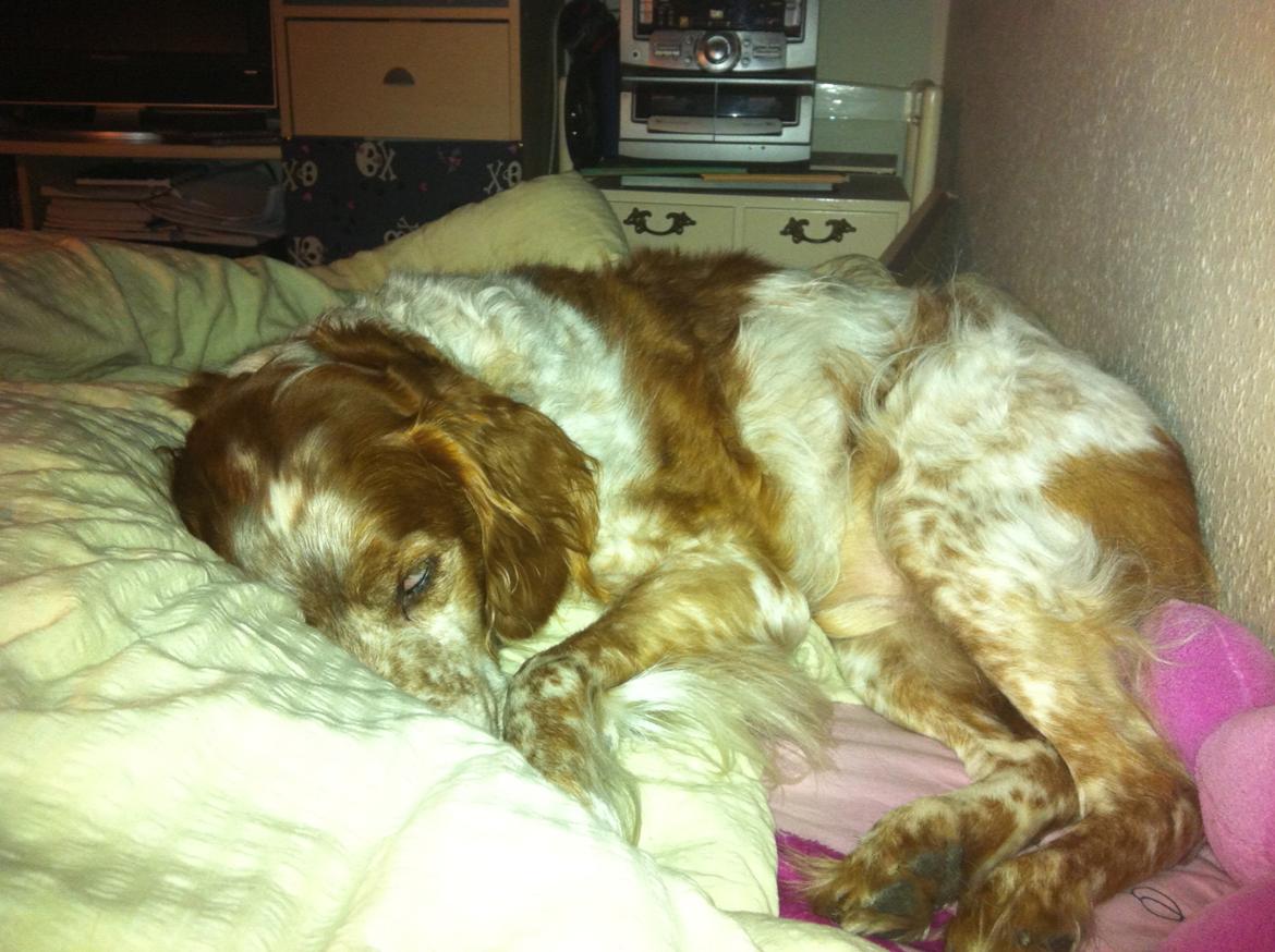 Breton Chiko billede 2