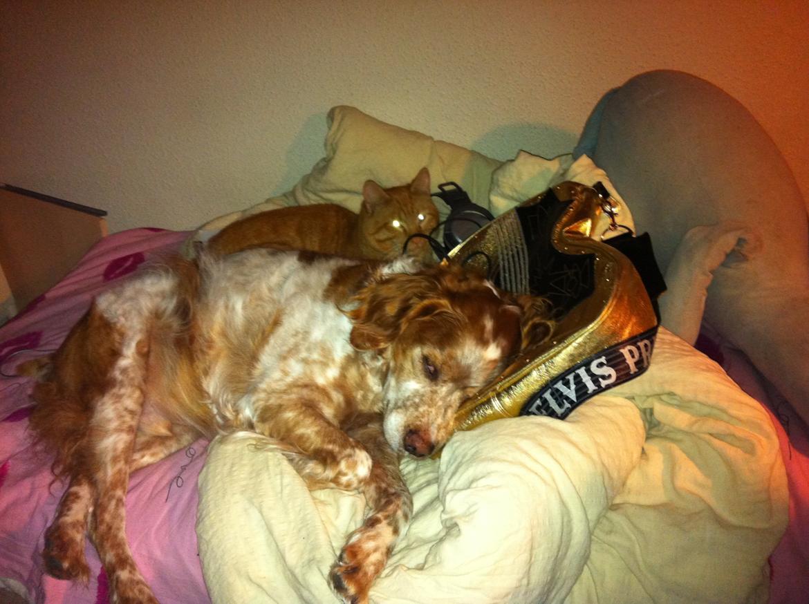 Breton Chiko billede 3