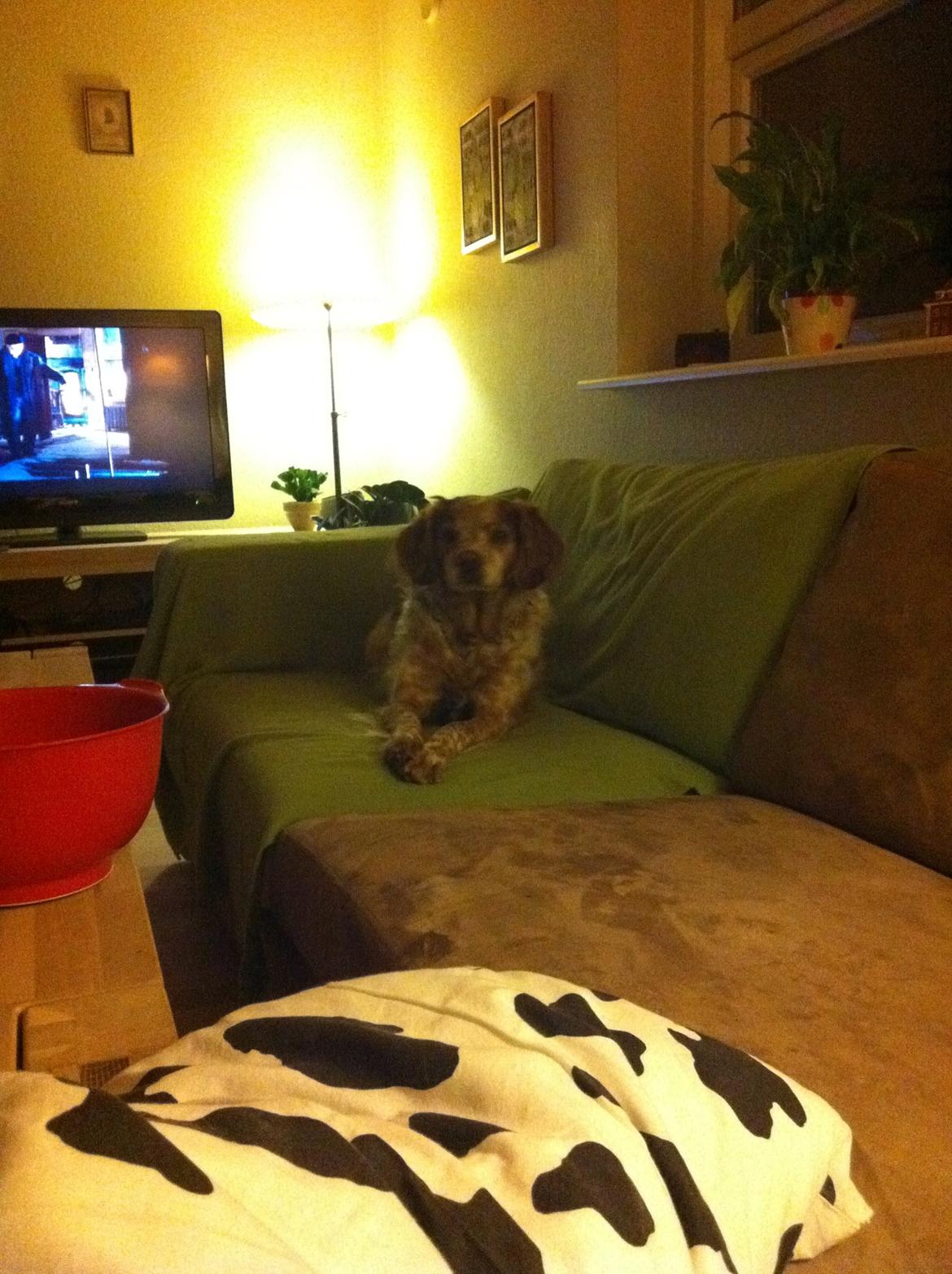 Breton Chiko billede 4