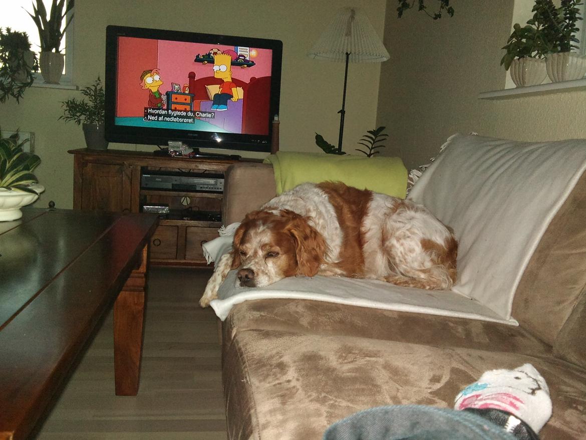 Breton Chiko billede 5