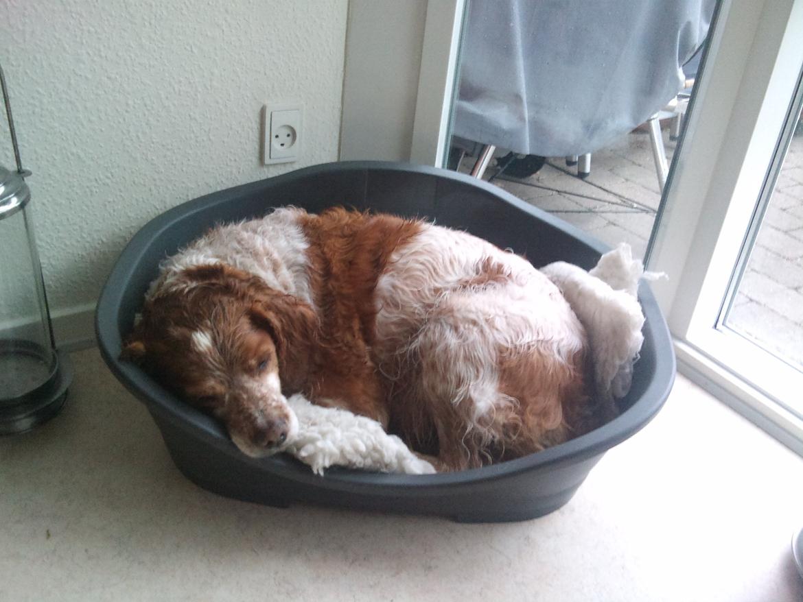 Breton Chiko billede 6