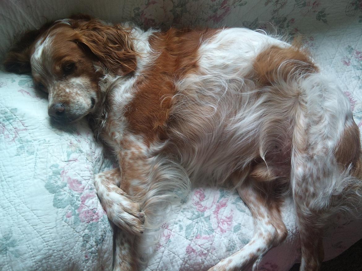 Breton Chiko billede 7