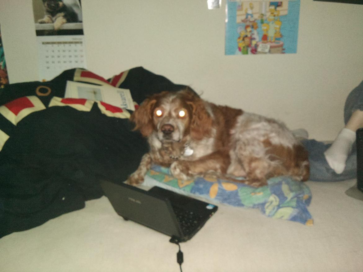 Breton Chiko billede 8