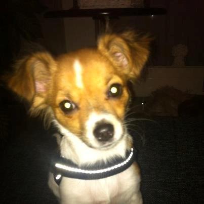 Chihuahua Pandora billede 7