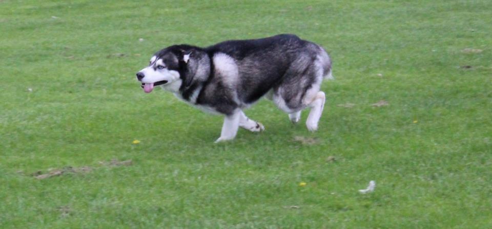 Siberian husky kato billede 4