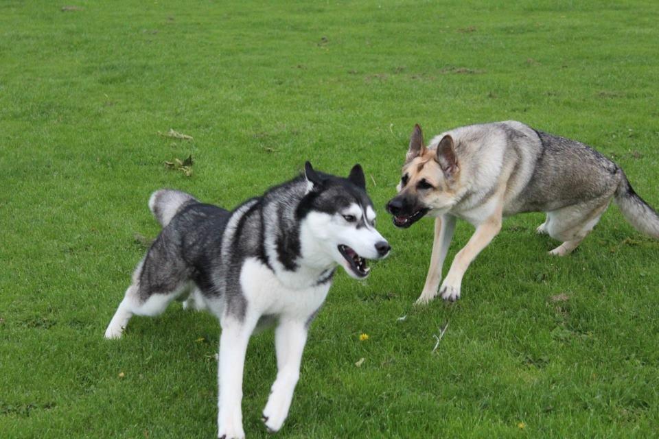 Siberian husky kato billede 5