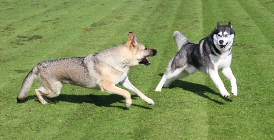 Siberian husky kato billede 6