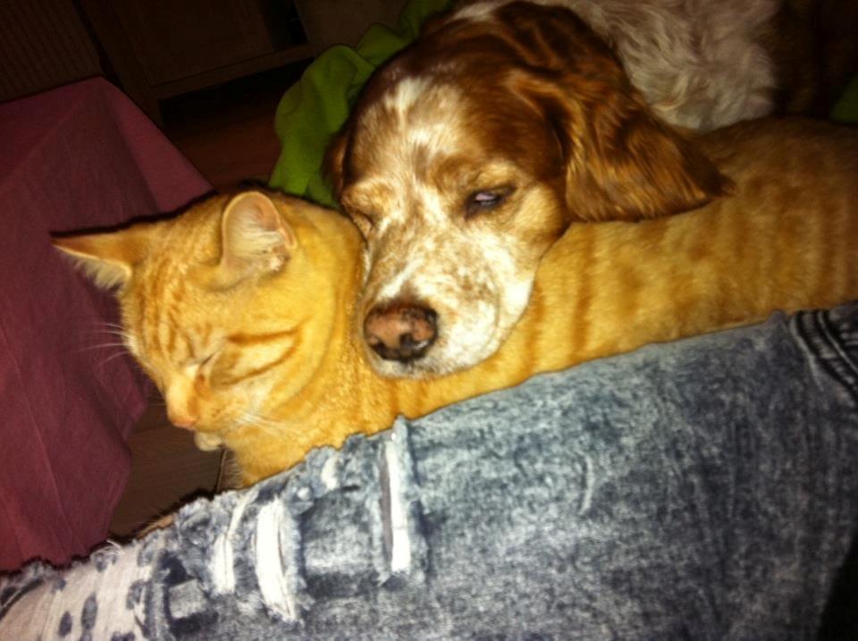 Breton Chiko billede 11