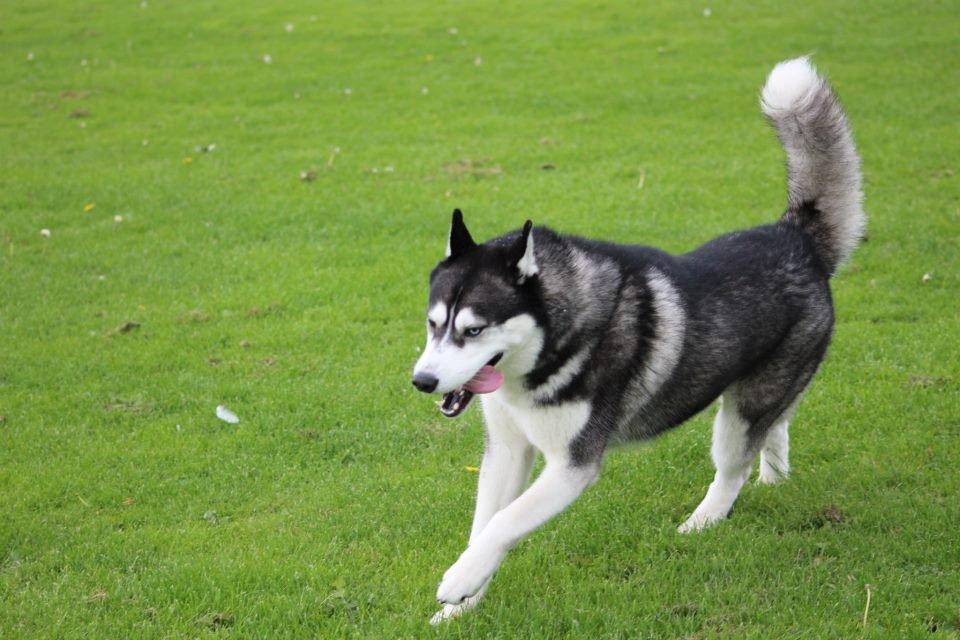 Siberian husky kato billede 7