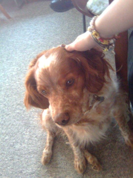 Breton Chiko billede 12