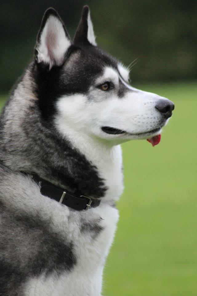 Siberian husky kato billede 9