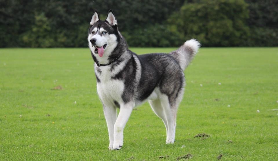 Siberian husky kato billede 10