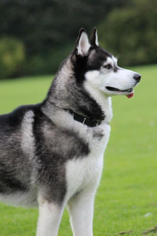 Siberian husky kato billede 11