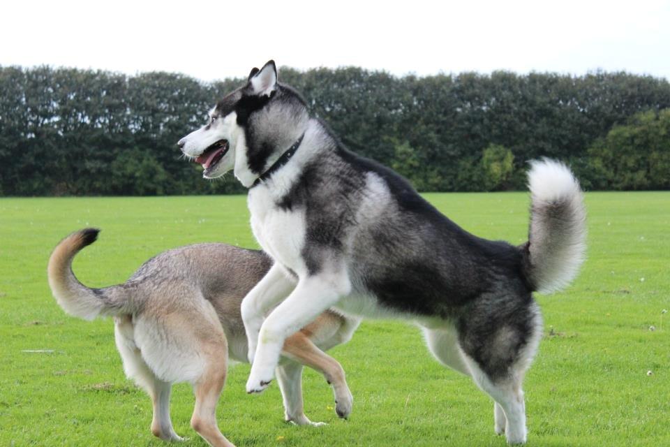 Siberian husky kato billede 12