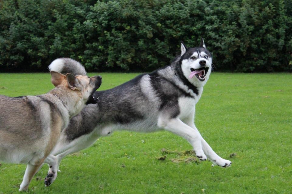 Siberian husky kato billede 13