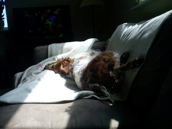 Breton Chiko billede 14