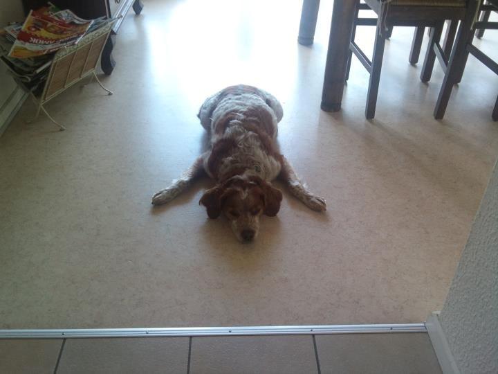 Breton Chiko billede 15