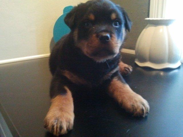 Rottweiler Aiko billede 1