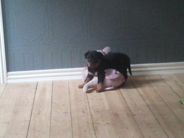 Rottweiler Aiko billede 2