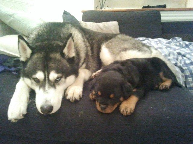 Rottweiler Aiko billede 3