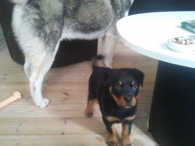 Rottweiler Aiko billede 4