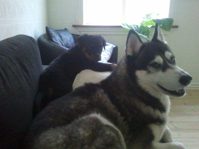 Rottweiler Aiko billede 5