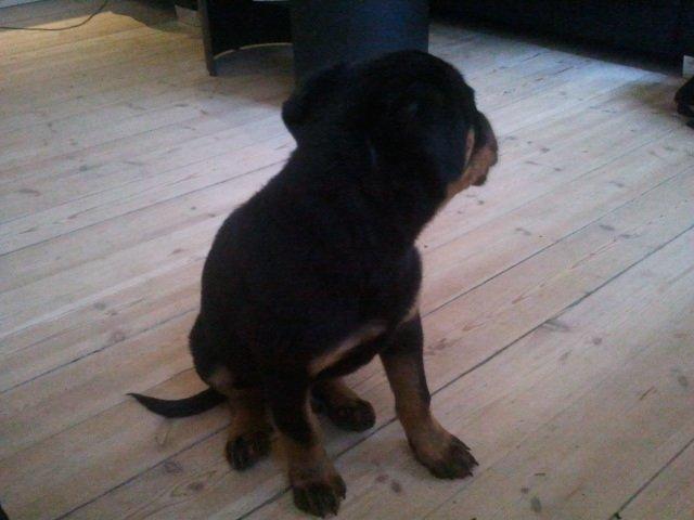 Rottweiler Aiko billede 6