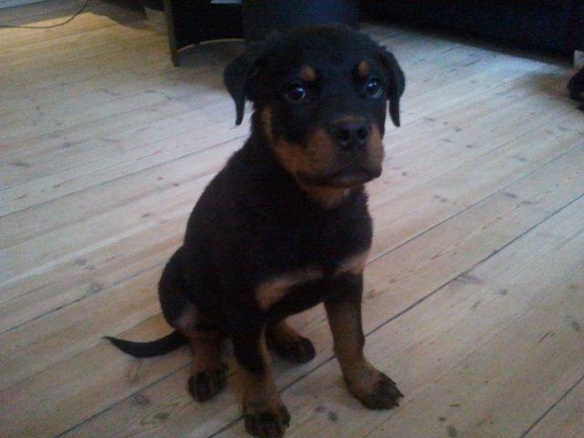 Rottweiler Aiko billede 7