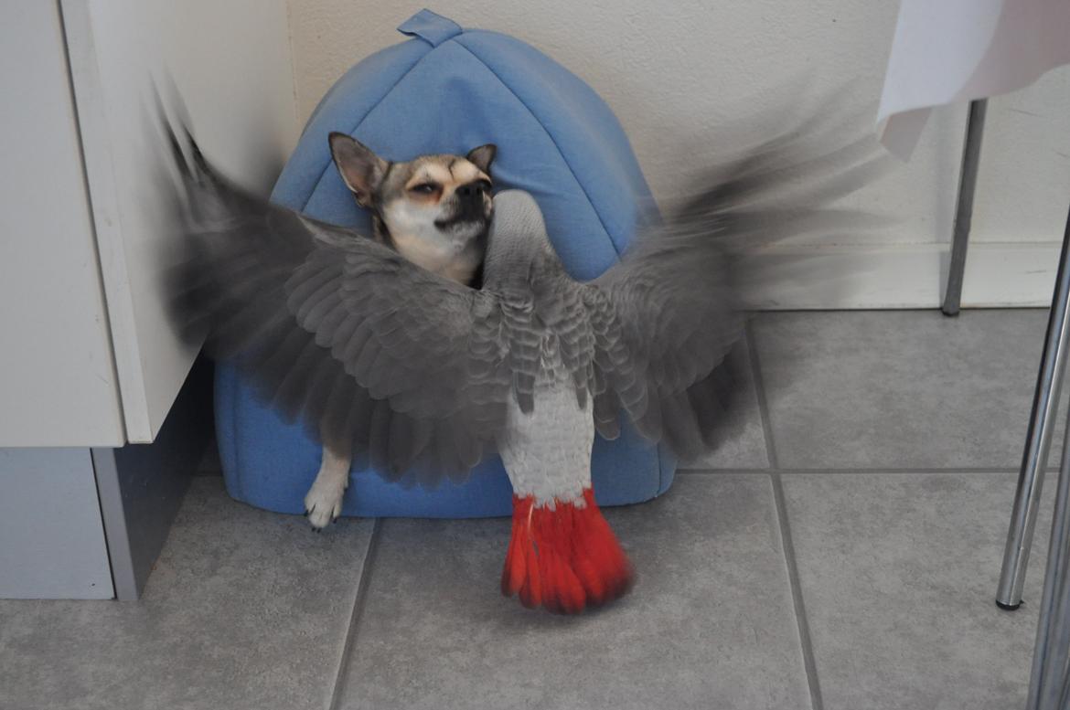 Chihuahua Gustav (PATCH) - Papegøje trænger sig på billede 7