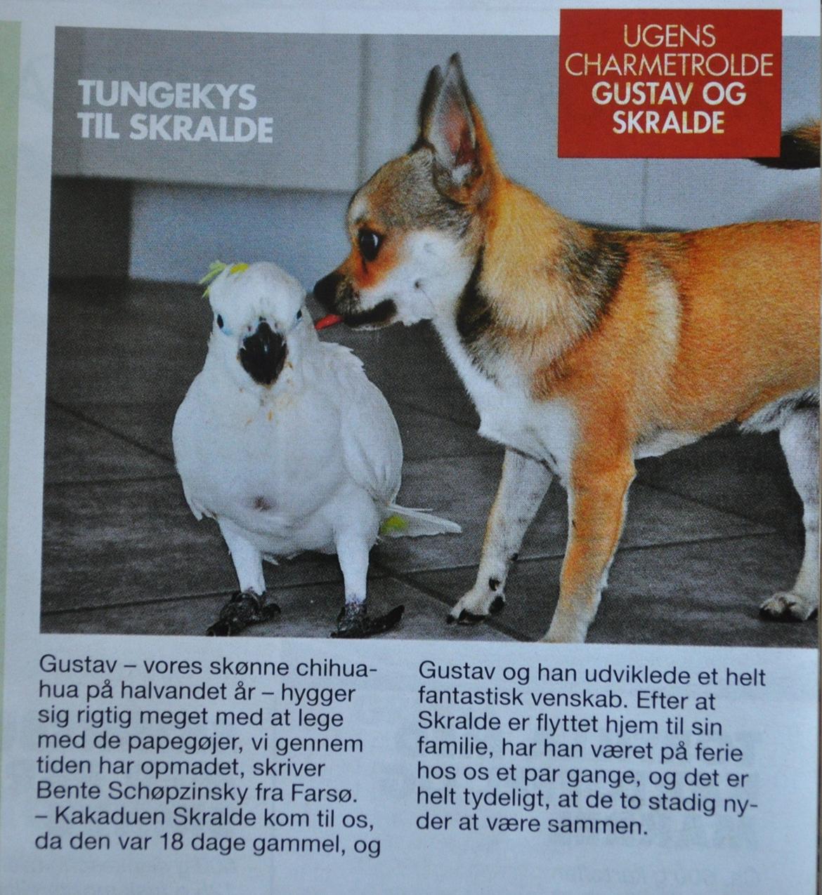 Chihuahua Gustav (PATCH) - Artikel fra Ude & Hjemme.. billede 8