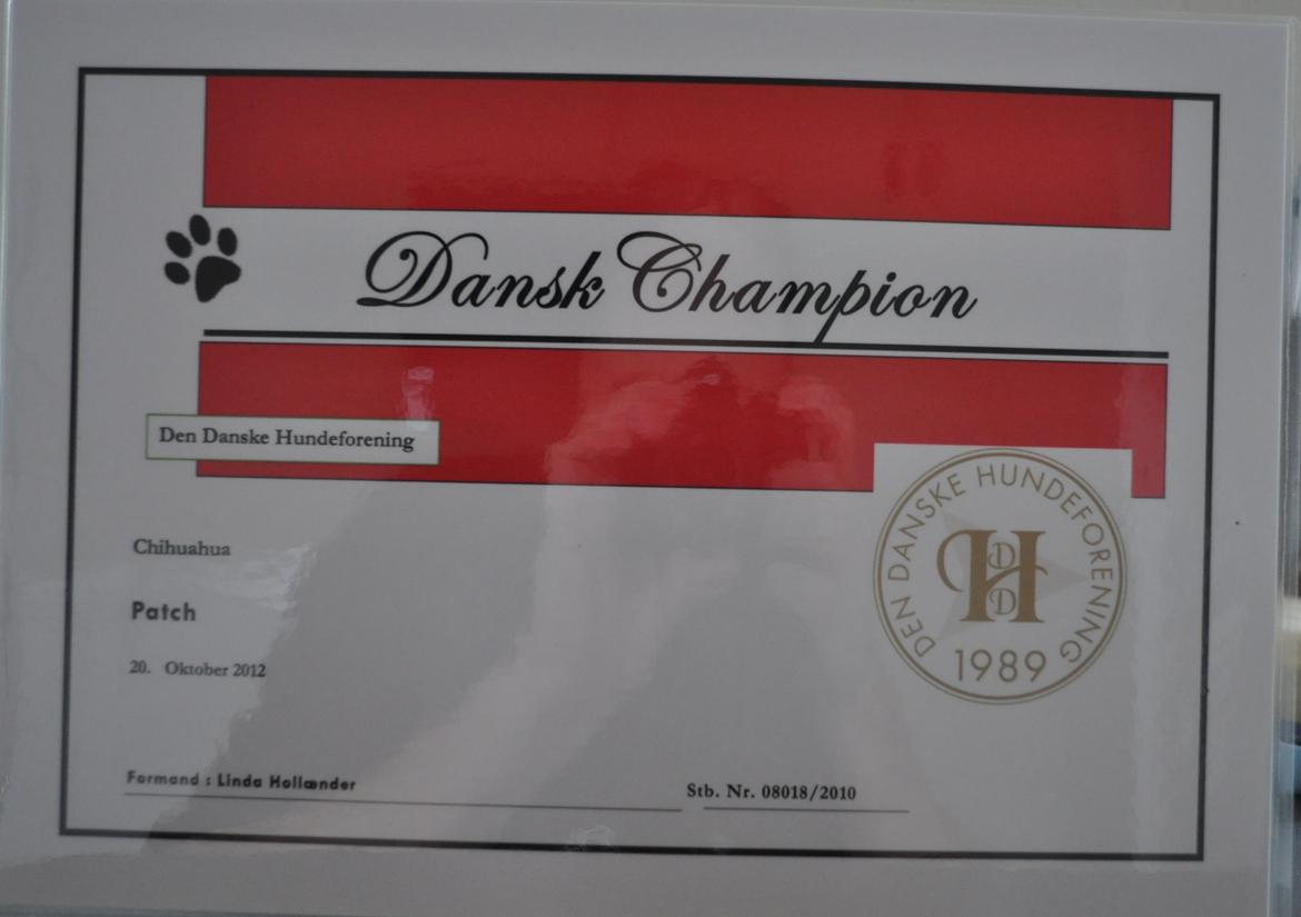 Chihuahua Gustav (PATCH) - DK Champ. billede 5