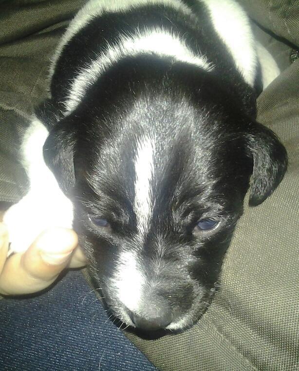 Dansk svensk gaardhund Vaks billede 2