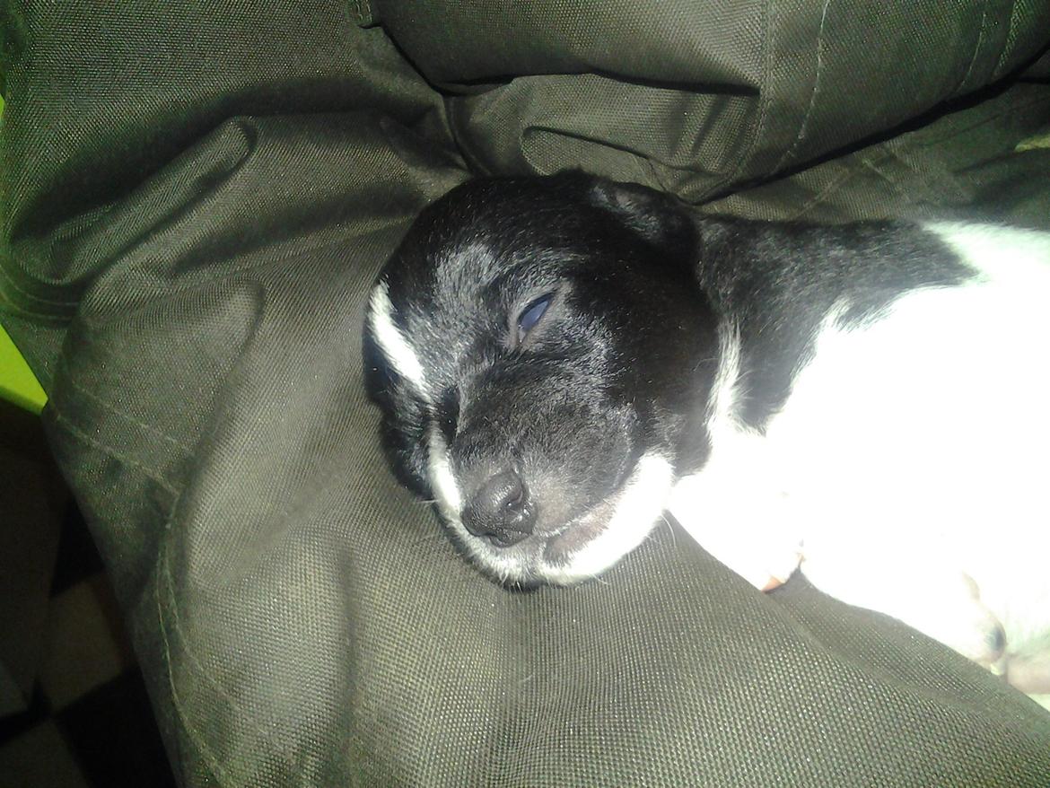 Dansk svensk gaardhund Vaks billede 3