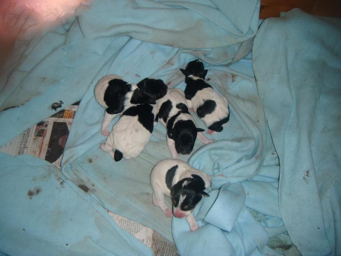 Dansk svensk gaardhund Vaks - Kuldbillede billede 4