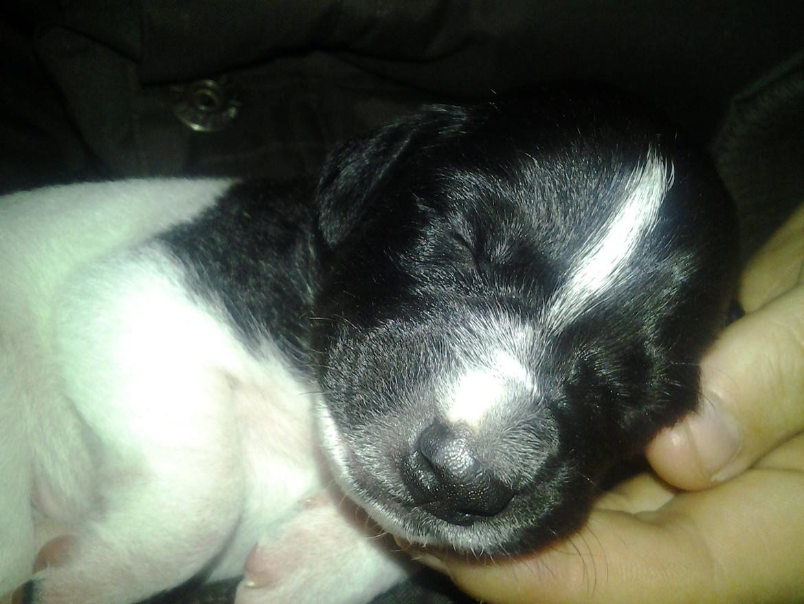 Dansk svensk gaardhund Vaks billede 5