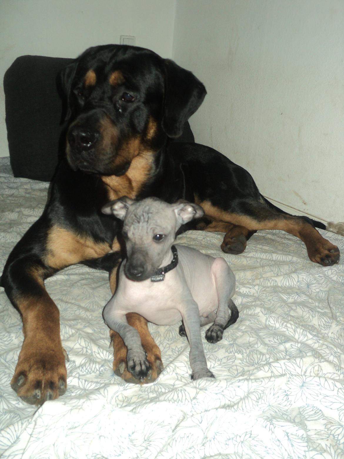 Blanding af racer ibber billede 9