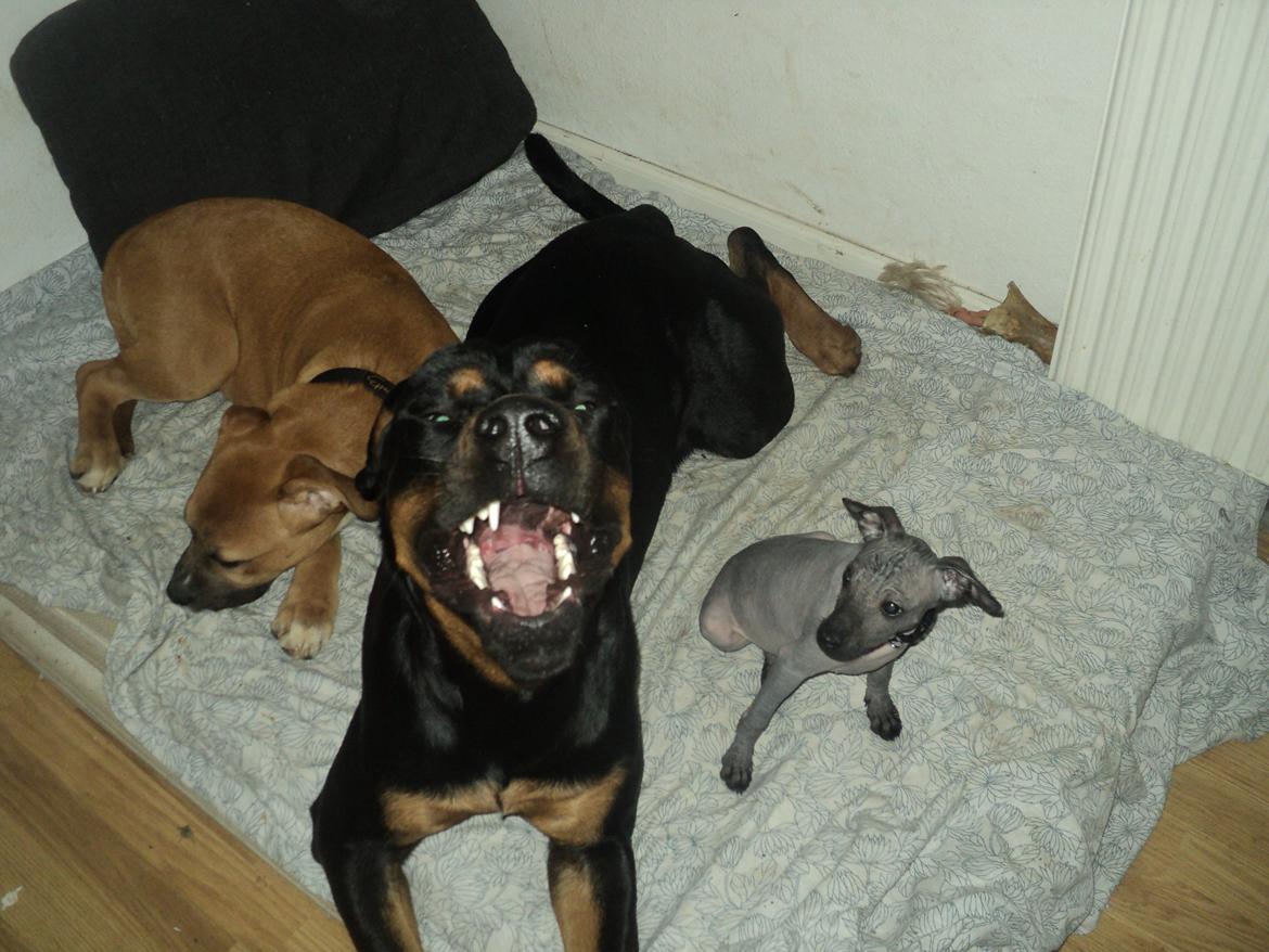 Blanding af racer ibber billede 17