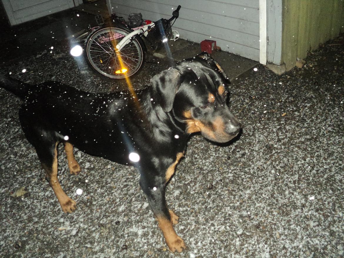 Blanding af racer ibber billede 18