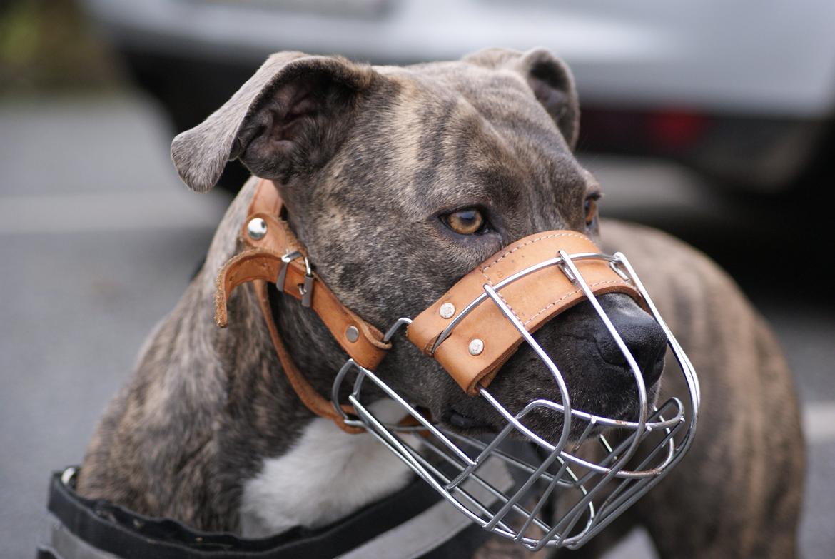 Amerikansk staffordshire terrier Azura billede 2