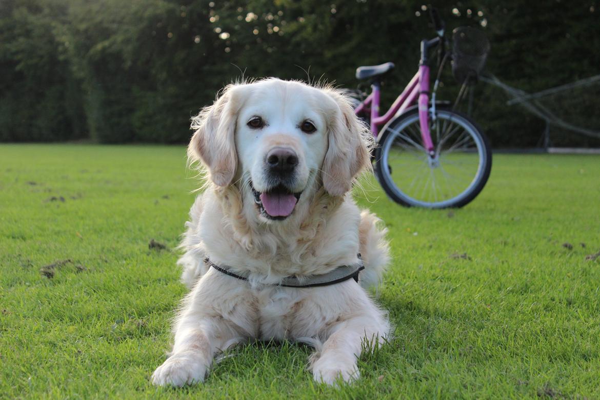 Golden retriever Luca billede 2