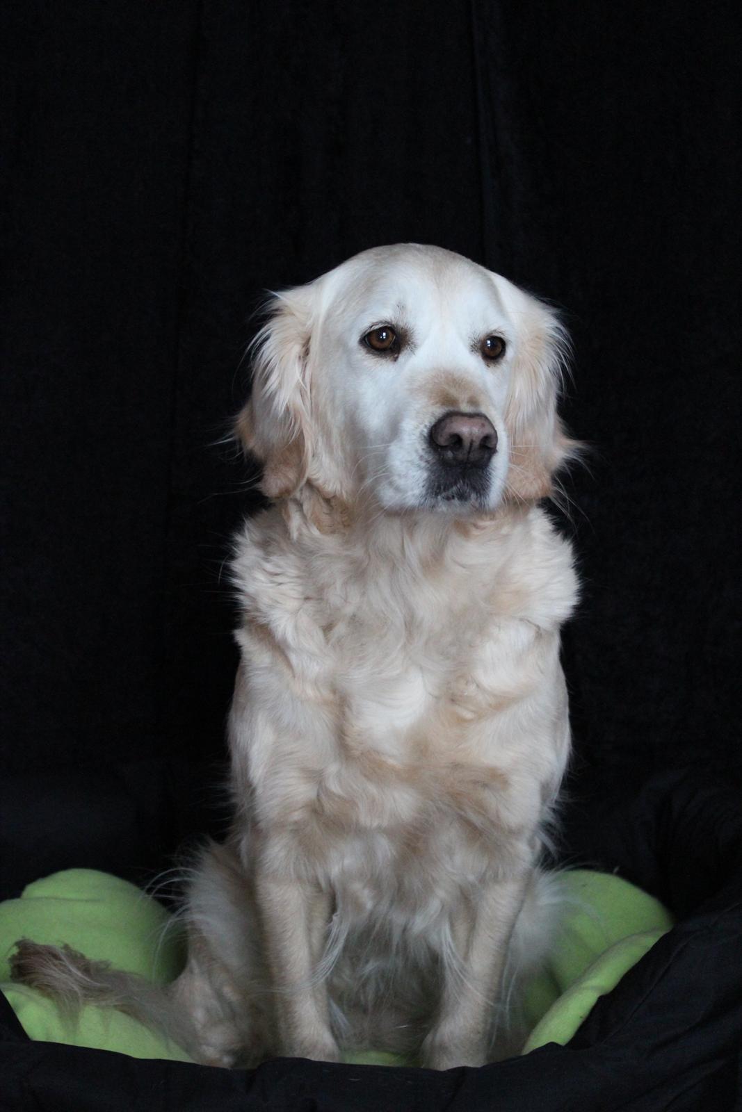 Golden retriever Luca billede 13