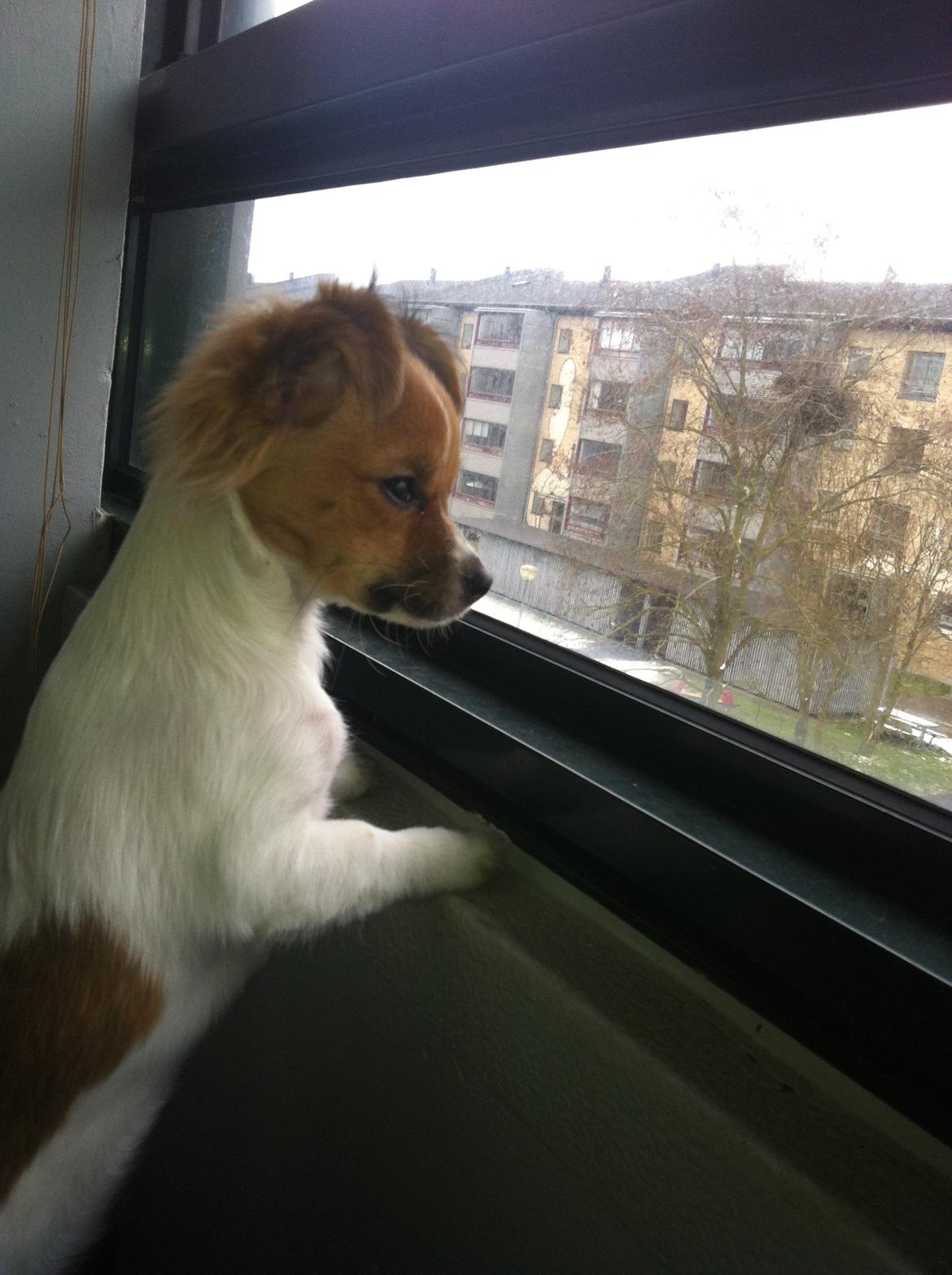 Chihuahua Pandora billede 8