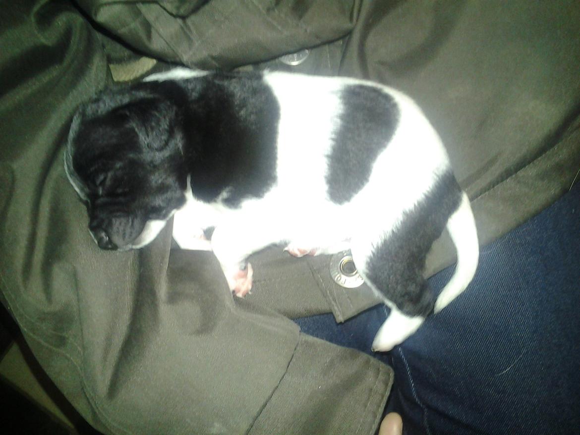 Dansk svensk gaardhund Vaks billede 6