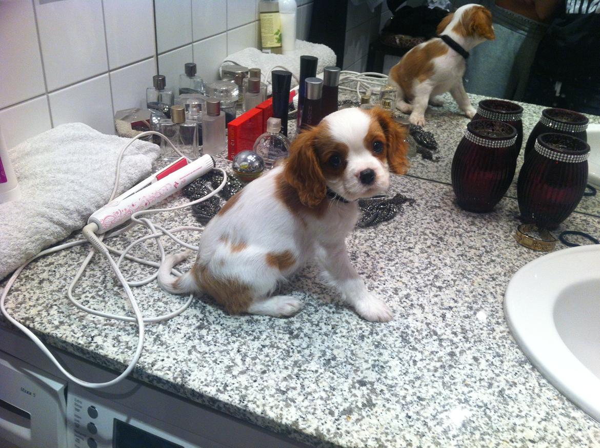 Cavalier king charles spaniel Charlie billede 20