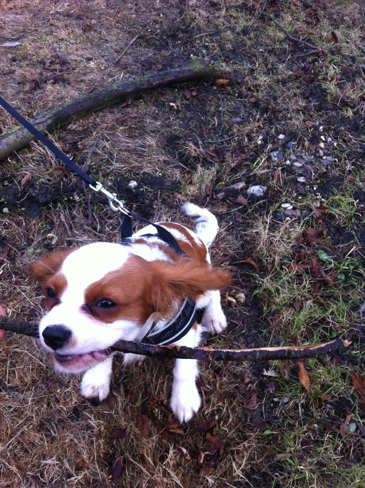 Cavalier king charles spaniel Charlie billede 24