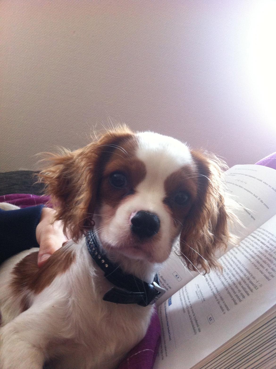 Cavalier king charles spaniel Charlie billede 25