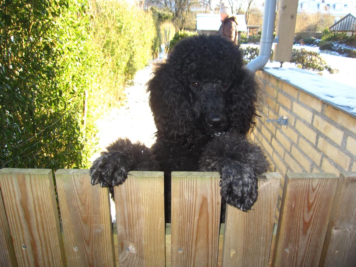 Storpuddel Be-Diva Balder The Kind God:* - Velkommen Til Balders Profil:p billede 1