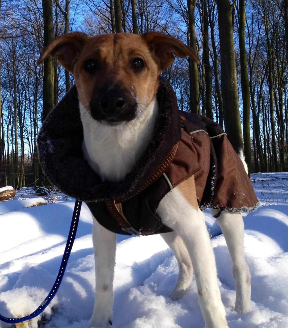 Dansk svensk gaardhund Nicki - Nicki 6 mdr.  billede 4